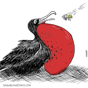 A Frigate Bird's Greatest Fear?