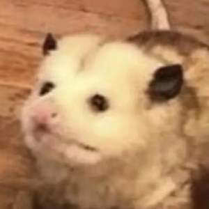 possum 