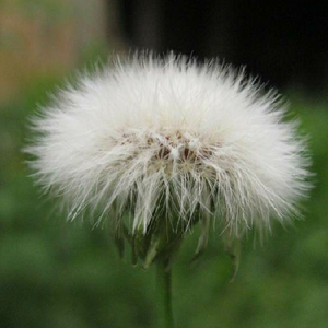 dandylion