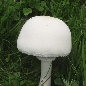 Amanita Virosa