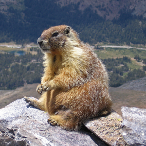 Marmot