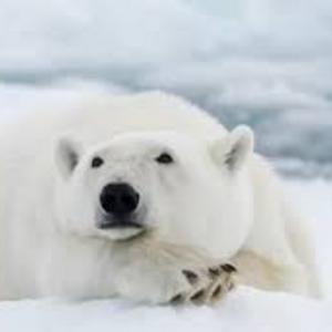 PolarCube272