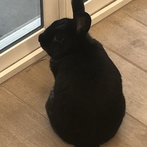 Funny Bunny