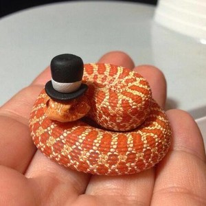 Gentleman Snake