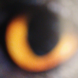 bissle