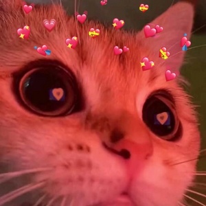 catcatcatcat