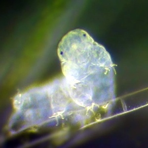 teddytardigrade