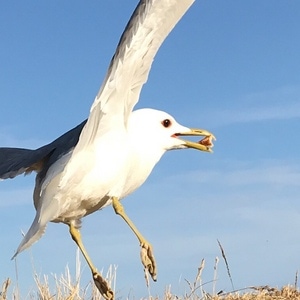 screechgull