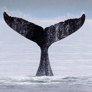baleia 