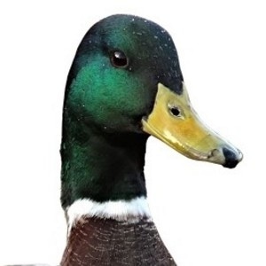 PacoDuck