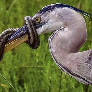 Heron 