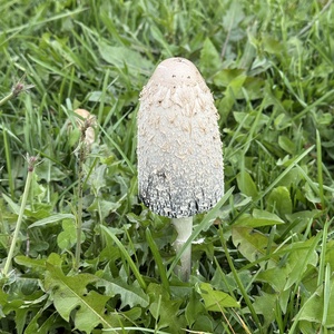 AgroGraveRobber