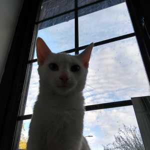 myaestheticismycat
