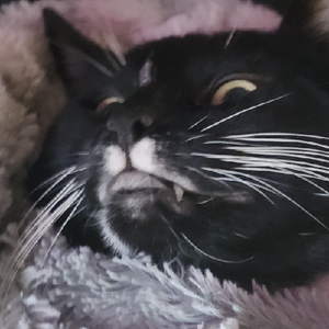 I love my cat oreo 