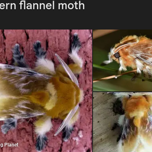 lilymoth