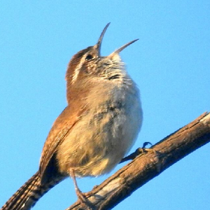 orpheuswren