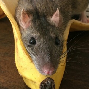 bananabi