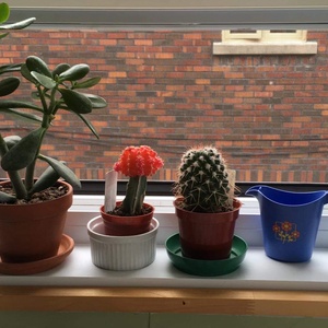 Riri Cactuses