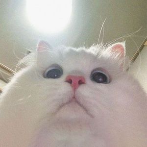 powfa