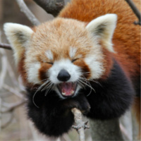 Redpandawar