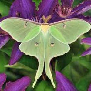 entomophobia
