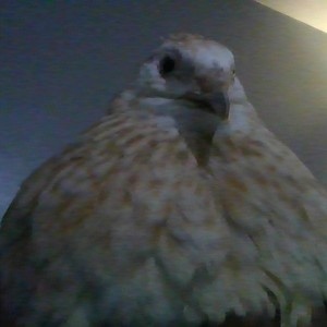 Charlie_the_quail