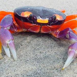 crab_legs