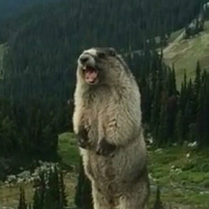 marmot