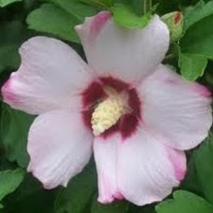 Str