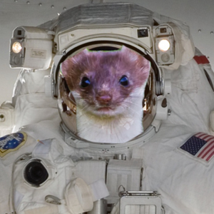 stellarstoat