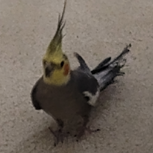 Birb