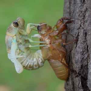 CicadaBuggoid