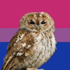 BisexualOwl