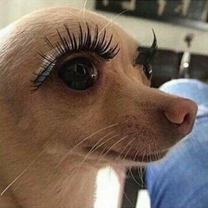 needthatdailygayness