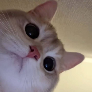 ailiandimples