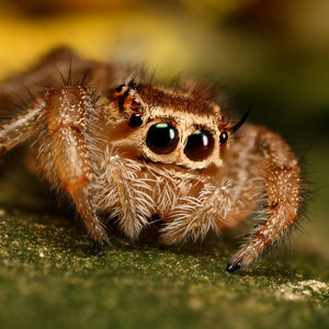 The Bystander Spider