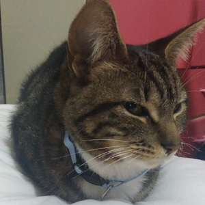 A.