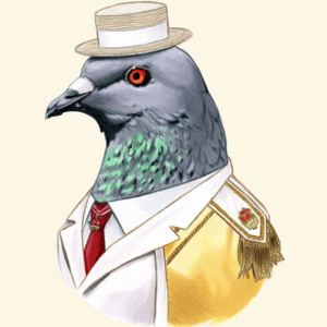 the fancy pigeon
