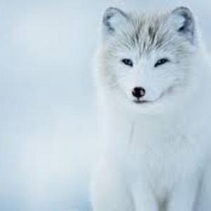 FrostFox