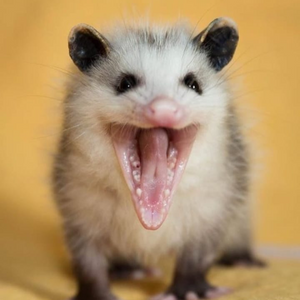 TeaPossum