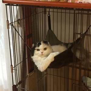 A Cat in a Cage