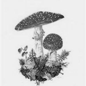 Fly Agaric