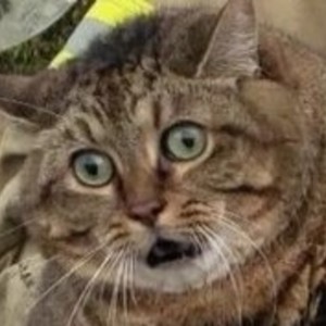 Ed