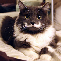 Cat With A Stash