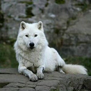 whitewolfspirit