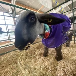 R̸E̸D̸_MO̸O̸N̸