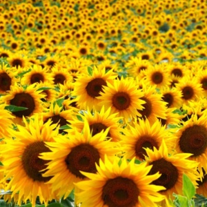 Sunflowerlight