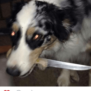 Doggo wit a knife