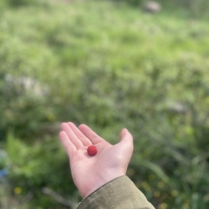 etellefsen8