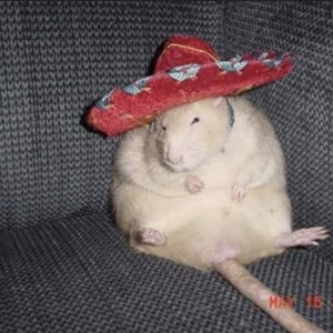 RatwithHat